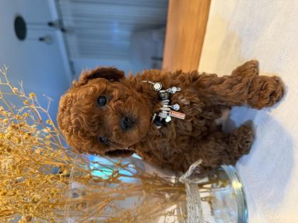 SAFKAN 1 ERKEK VE 1 DİŞİ TOY POODLE
