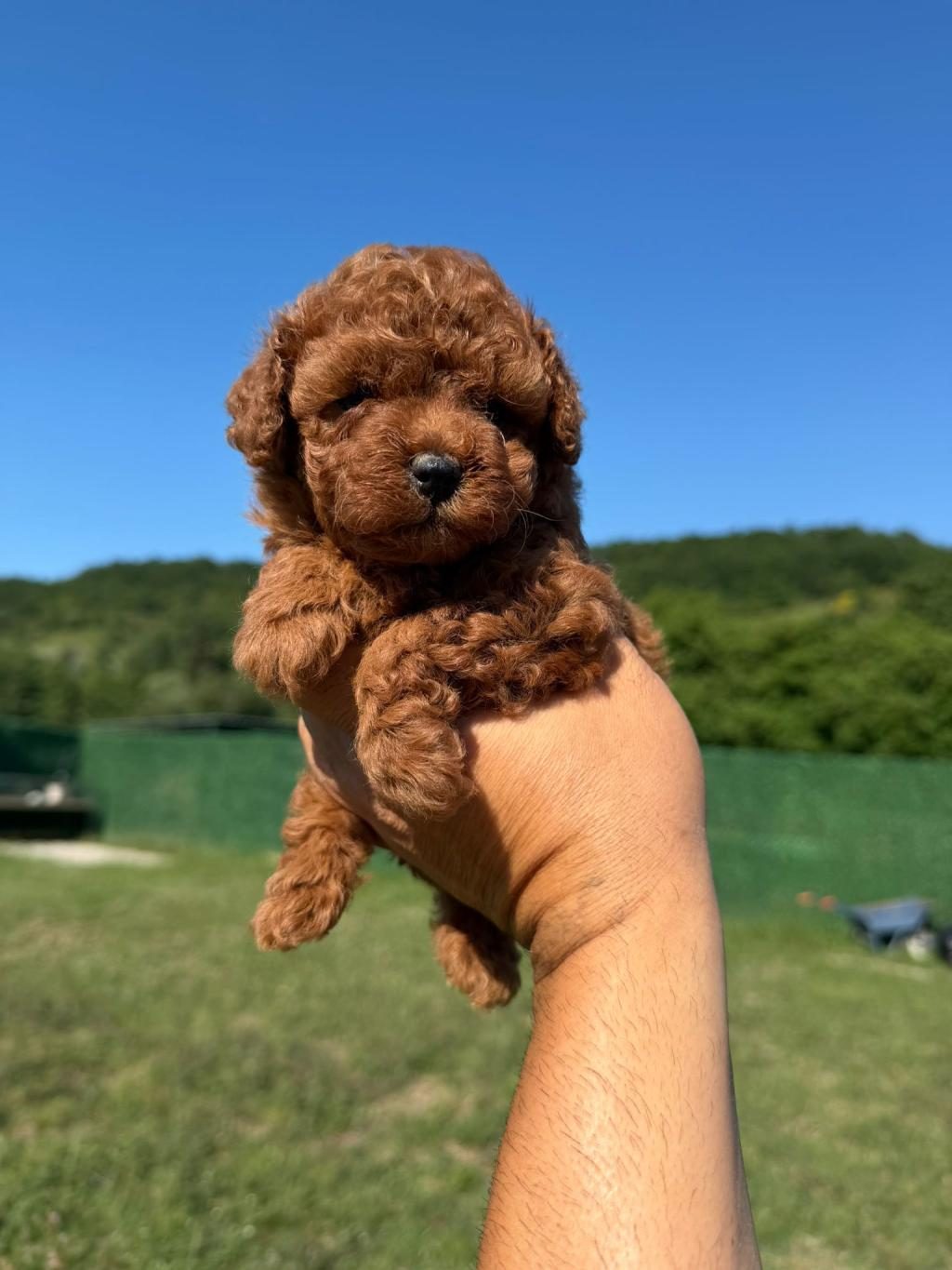 TOY POODLE KORE KAN YAVRULARIMIZ