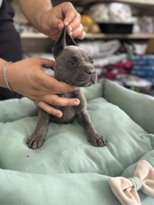 CANE CORSO YAVRULAR BLUE RENK