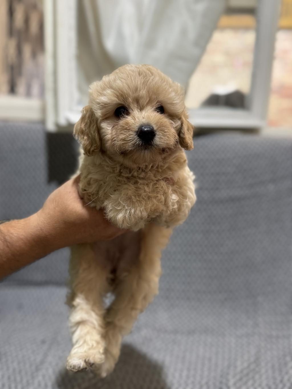 MALTİPOO YAVRULARIMIZ KAYISI RENK