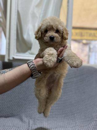 MALTİPOO YAVRULARIMIZ KAYISI RENK
