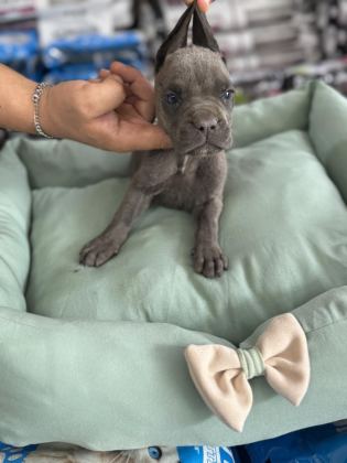CANE CORSO YAVRULAR BLUE RENK