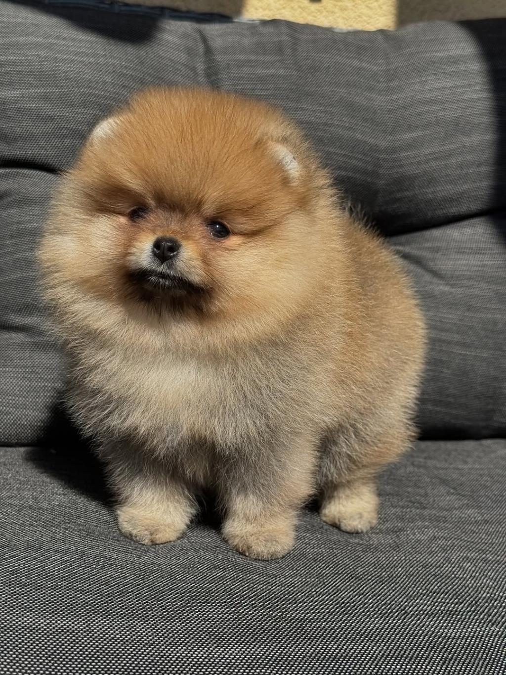 POMERANİAN BEBEKLERİMİZ