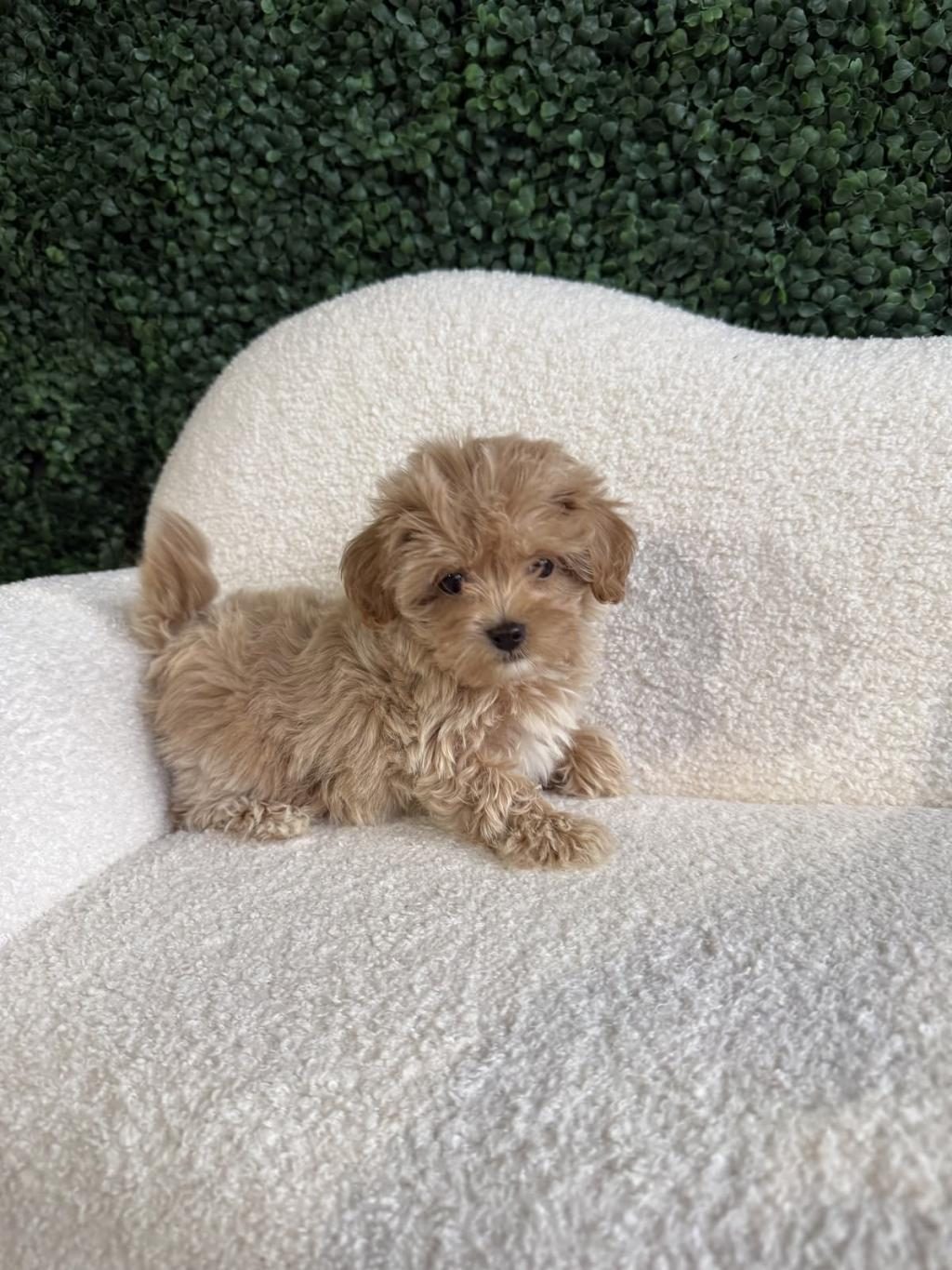 MALTİPOO TEACUP YAVRULARIMIZ