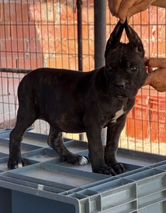 İTALYAN MASTİF CANE CORSO YAVRULARIMIZ
