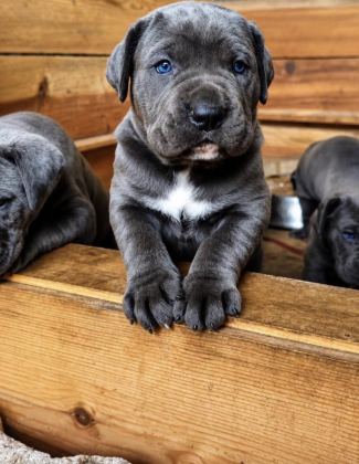 İTALYAN MASTİF CANE CORSO YAVRULARIMIZ