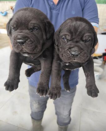 İTALYAN MASTİF CANE CORSO YAVRULARIMIZ