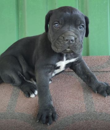İTALYAN MASTİF CANE CORSO YAVRULARIMIZ