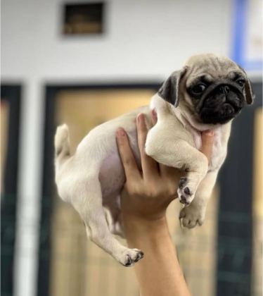 HAMBURGER SURAT PUG MOPS YAVRULARIMIZ