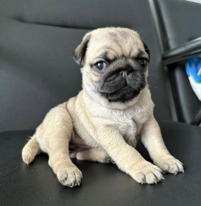 HAMBURGER SURAT PUG MOPS YAVRULARIMIZ