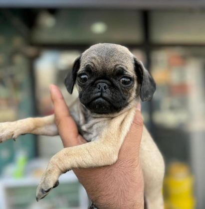 HAMBURGER SURAT PUG MOPS YAVRULARIMIZ