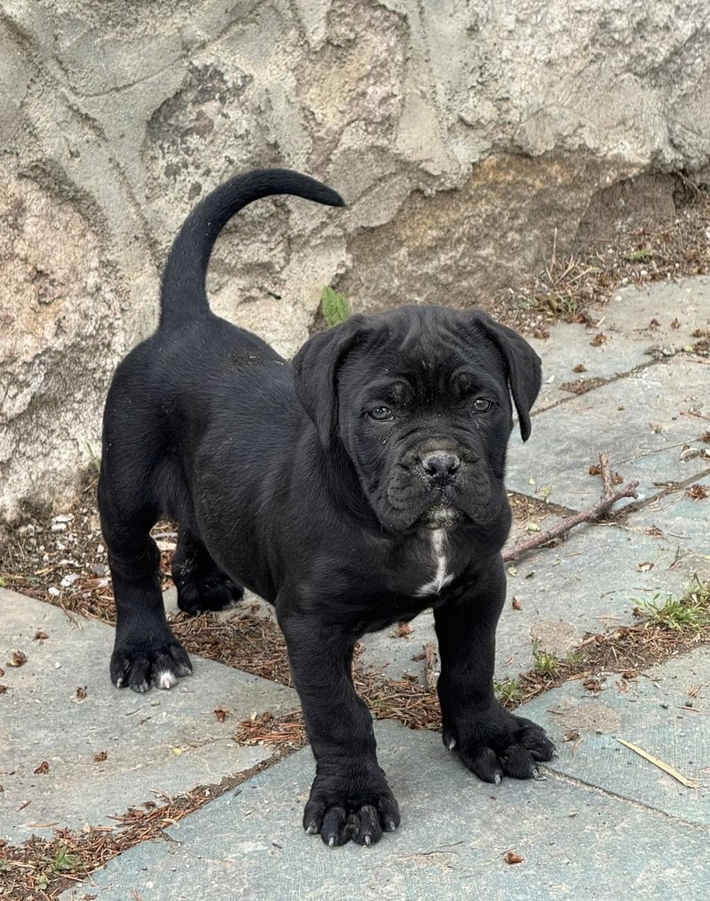 İTALYAN MASTİF CANE CORSO YAVRULARIMIZ