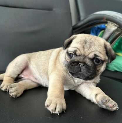 HAMBURGER SURAT PUG MOPS YAVRULARIMIZ