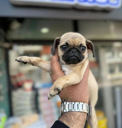 HAMBURGER SURAT PUG MOPS YAVRULARIMIZ