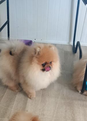 POMERANİAN BOO KÖPEĞİ
