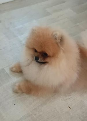 POMERANİAN BOO KÖPEĞİ