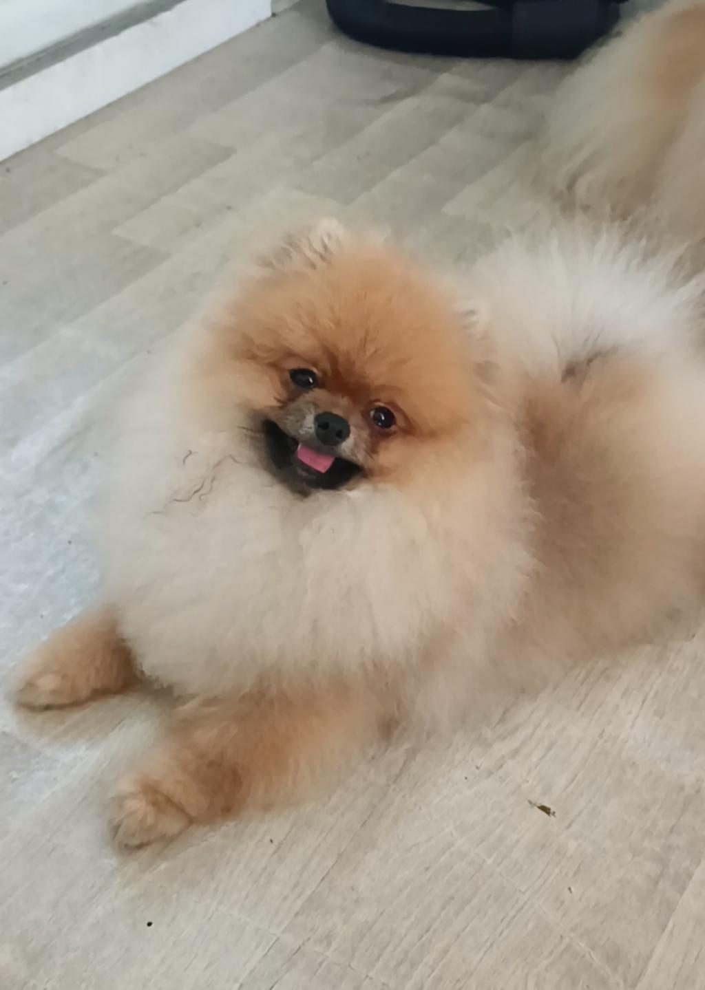 POMERANİAN BOO KÖPEĞİ