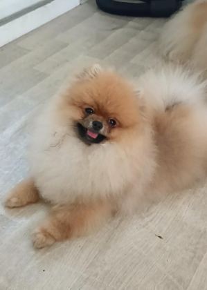 POMERANİAN BOO KÖPEĞİ