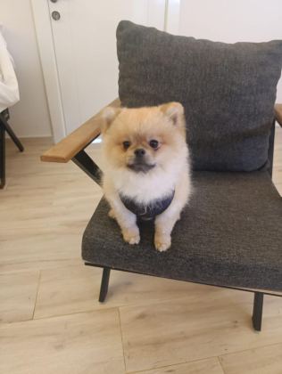 2 YAŞINDAKİ POMERANİAN BOO OĞLUMUZU VERİYORUZ