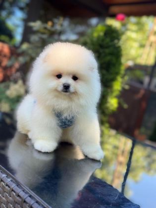 EN TATLI POMERANİAN BOO