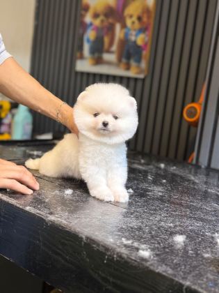 PAMUK ŞEKERİ POMERANİAN BOO