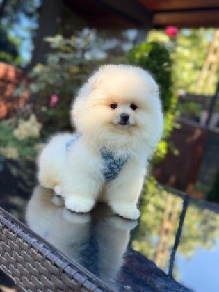EN TATLI POMERANİAN BOO
