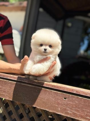 EN TATLI POMERANİAN BOO