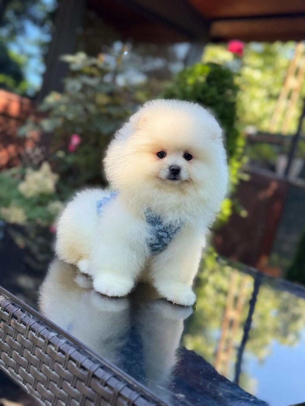 EN TATLI POMERANİAN BOO
