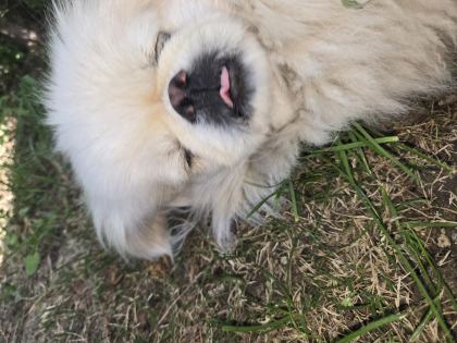 AKILLI BIDIK PEKİNEZ KÖPEĞİMİZ BADEM