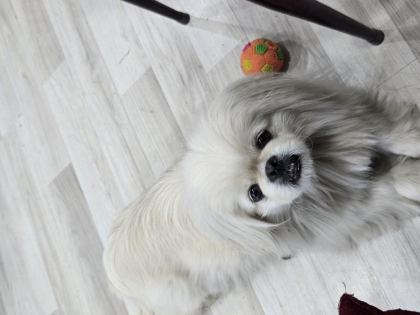 AKILLI BIDIK PEKİNEZ KÖPEĞİMİZ BADEM