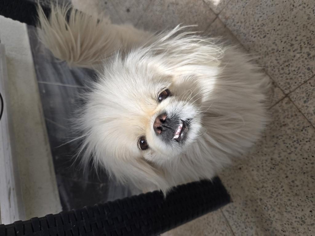 AKILLI BIDIK PEKİNEZ KÖPEĞİMİZ BADEM