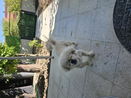 AKILLI BIDIK PEKİNEZ KÖPEĞİMİZ BADEM