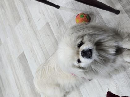 AKILLI BIDIK PEKİNEZ KÖPEĞİMİZ BADEM