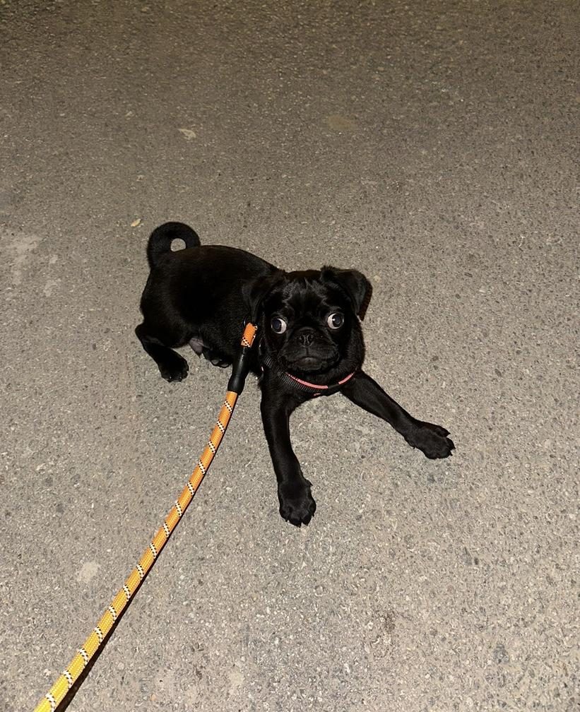 4 AYLIK BEBEK Bİ PUG ACİL VERİLECEK