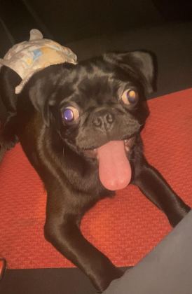 4 AYLIK BEBEK Bİ PUG ACİL VERİLECEK