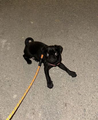 4 AYLIK BEBEK Bİ PUG ACİL VERİLECEK