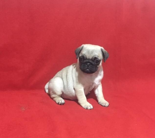 50 GÜNLÜK DİŞİ PUG YAVRUSU