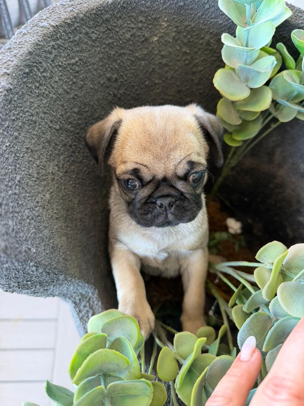PUG MOPS YAVRU