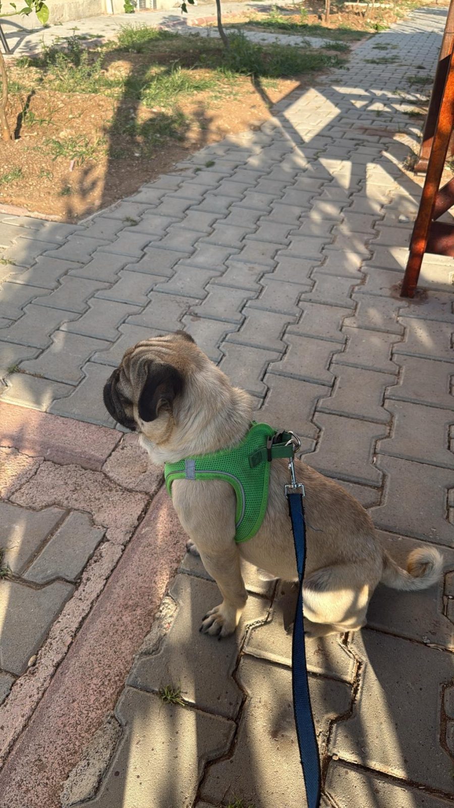 2 YAŞINDA ERKEK PUG MOPS
