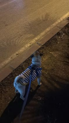 2 YAŞINDA ERKEK PUG MOPS