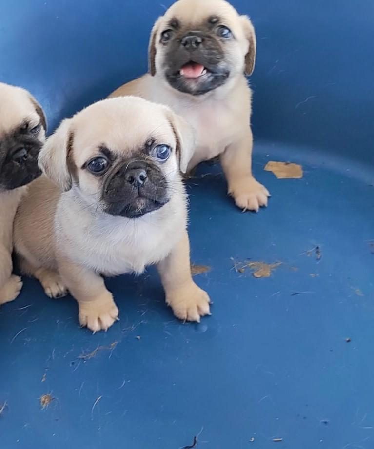 PUG YAVRUMUZ