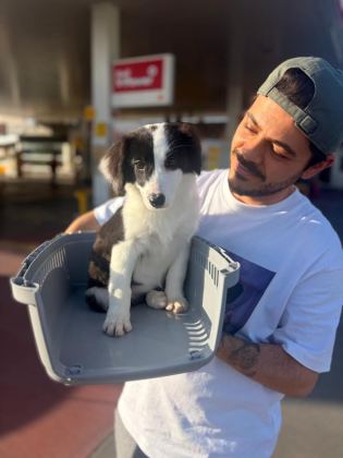 TERTEMİZ HARİKA BORDER COLLİE
