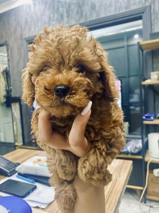 2 AYLIK RED TOY POODLE