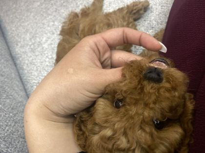 2 AYLIK RED TOY POODLE