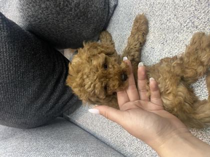 2 AYLIK RED TOY POODLE