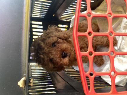 2 AYLIK RED TOY POODLE
