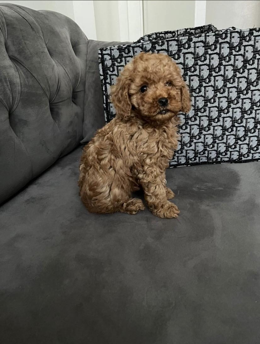 2 AYLIK RED TOY POODLE