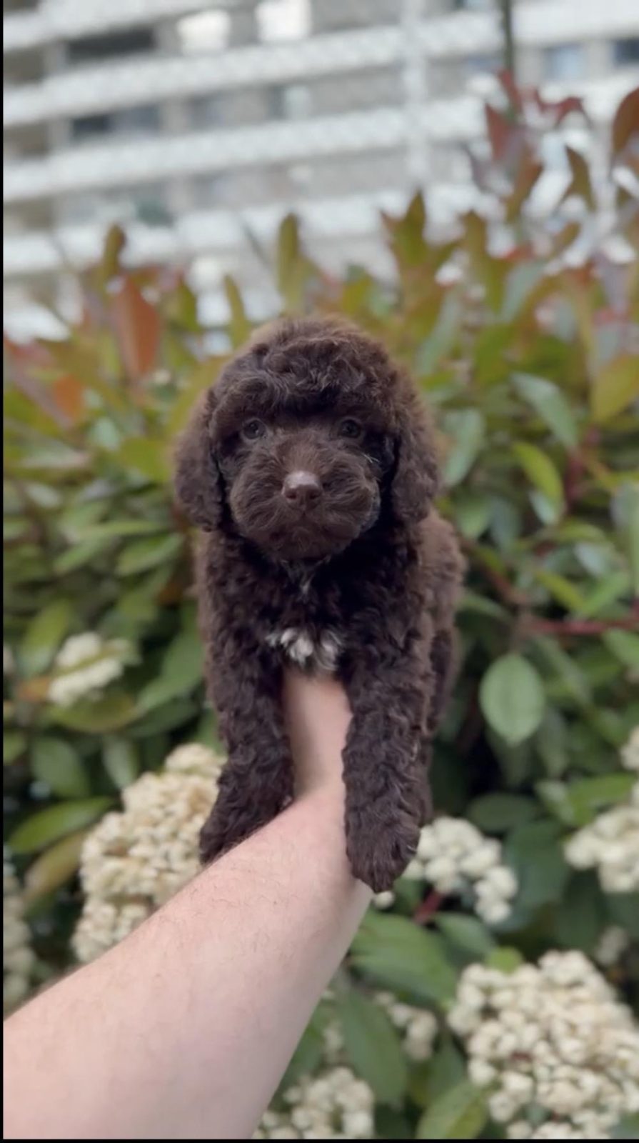 2.5 AYLIK TOY POODLE