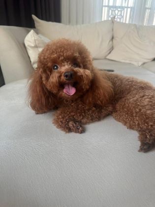 2.5 AYLIK TOY POODLE