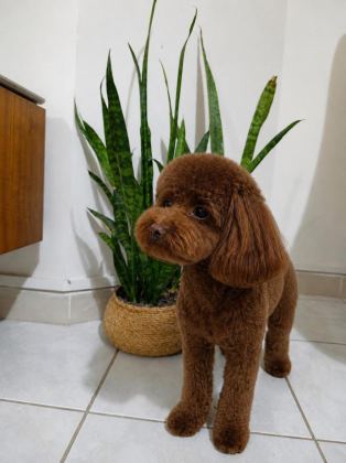 2.5 AYLIK TOY POODLE